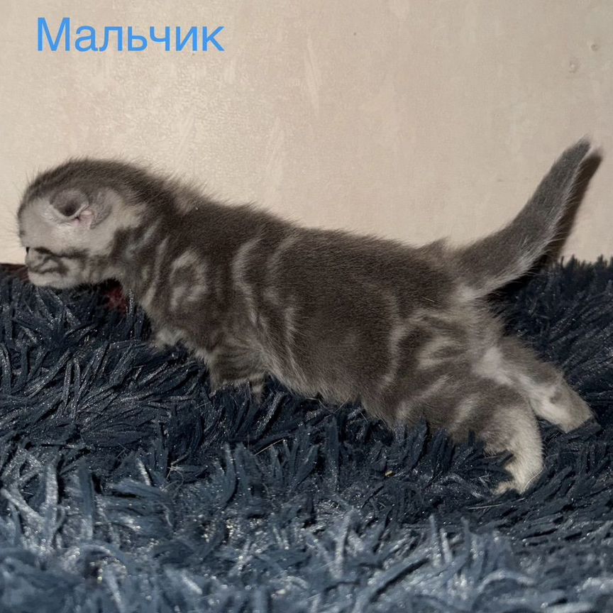 Шотландские вислоухие котята