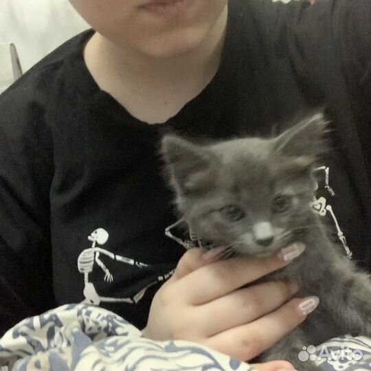 Кот и кошка