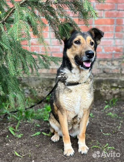 Собака в добрые руки