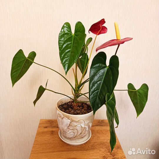 Фикус Антуриум Замиокулькас