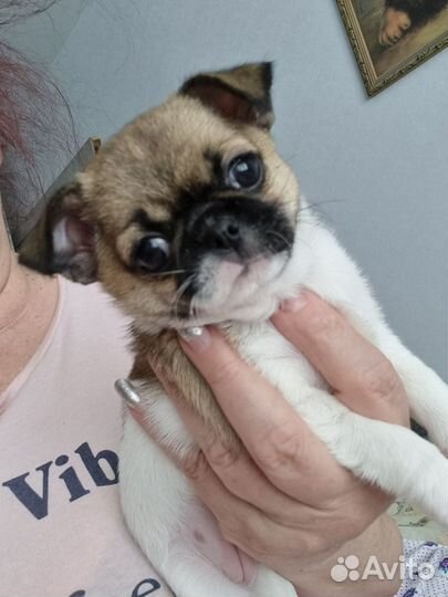 Чихуахуа девочка красотка