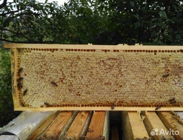 Мед 2024 года натуральный опт