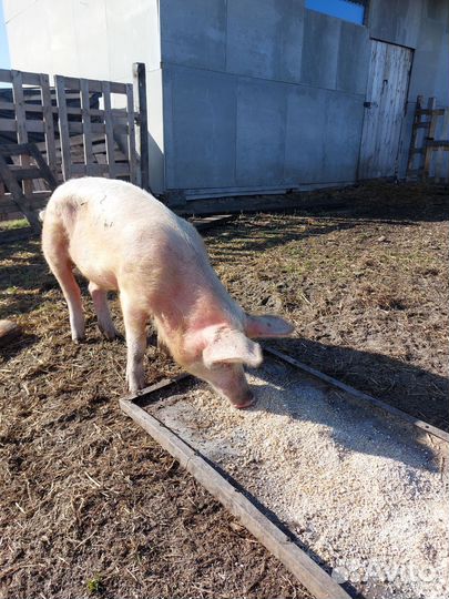 Хряк и Вьетнамские вислобрюхие свиньи