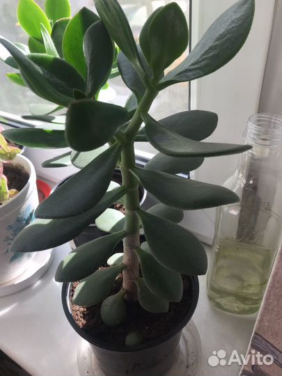 Крассула толстянка Денежное дерево