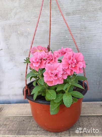 Петуния в подвесных кашпо