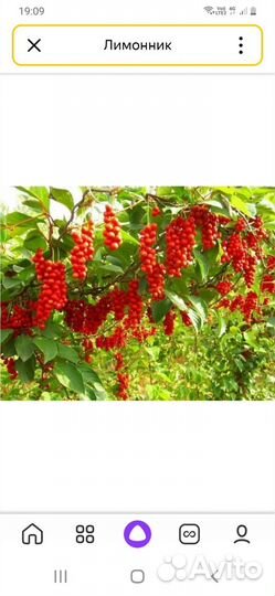 Саженцы китайского лимонника