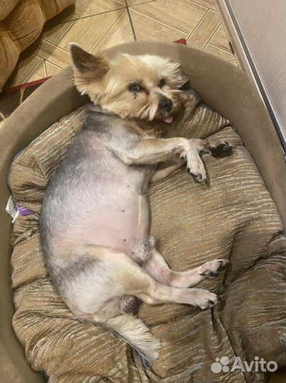 Йоркширский терьер вязка мальчик