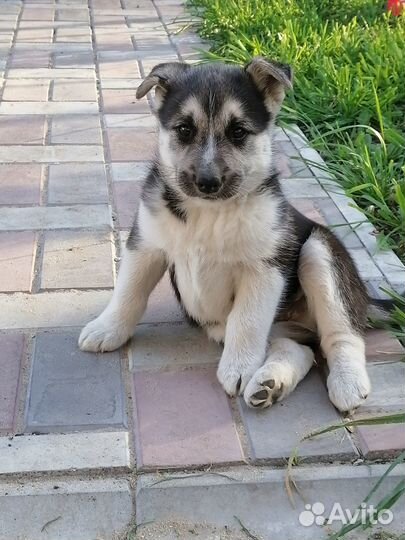 Щенки в добрые руки
