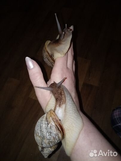 Улитки ахатины