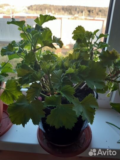 Пеларгония герань