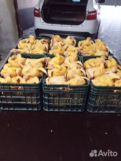 Куры бройлеры тушки мясо