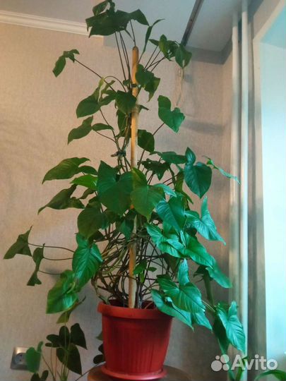 Сингониум. Хлорофитум