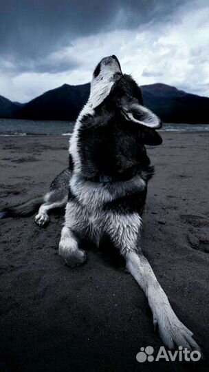 Собака в добрые руки отдам бесплатно