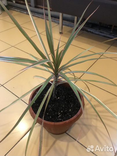 Комнатные растения цветы Драцена