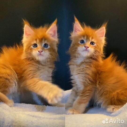 Мейн-кун полидакт