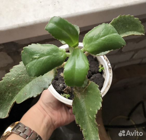Каланхоэ алоэ лечебный