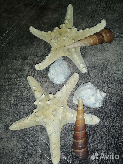 Морские ракушки и морские звезды
