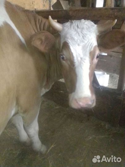Корова стельная дойная