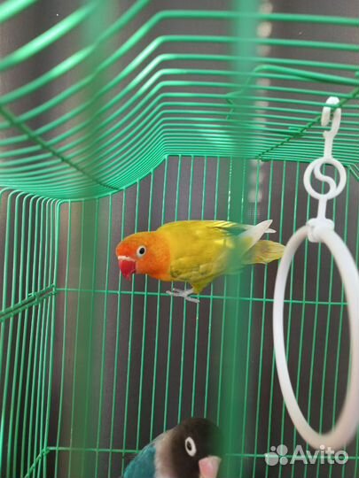 Неразлучник