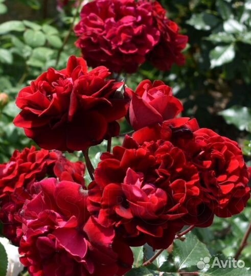 Кустовые розы