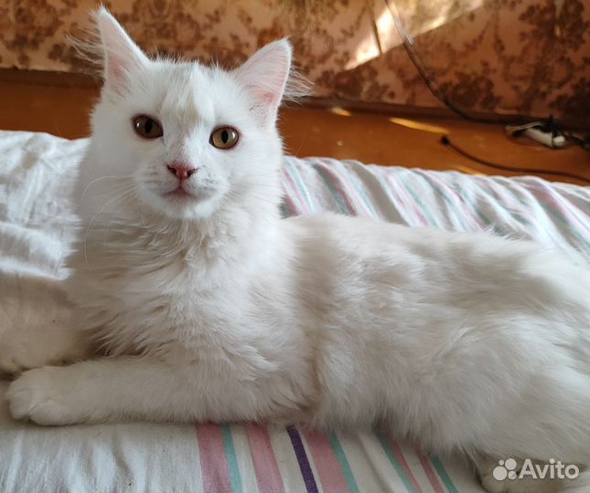 Кошка в свой двор