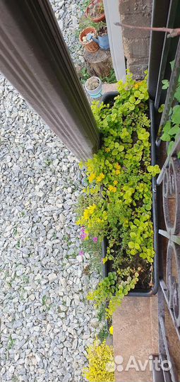 Вербейник монетчатый