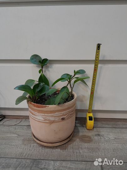 Пеперомия туполистная