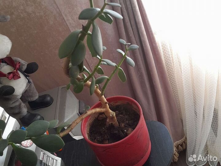 Денежное дерево