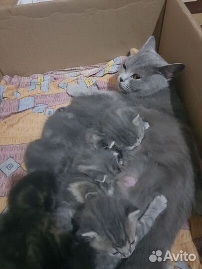 Котята только в добрые руки