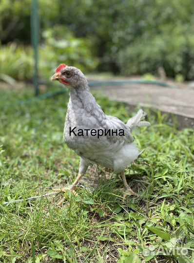 Молодняк доминант 3 вида