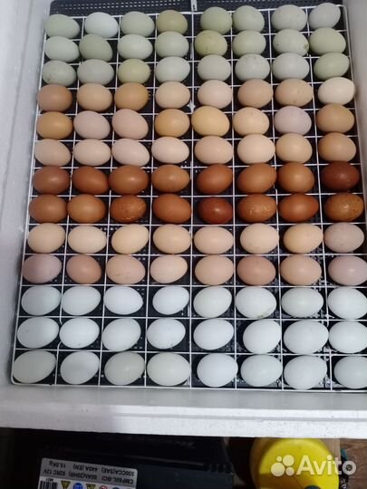 Инкубационное яйцо несушек и мясояичных пород