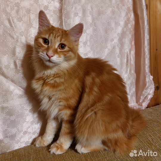 Курильский бобтейл