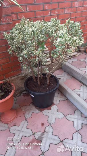 Бересклет японский