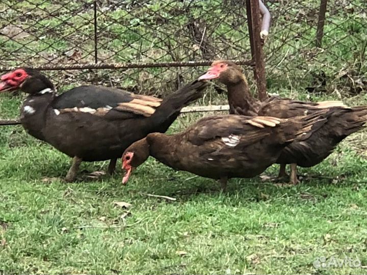 Мускусные утки 