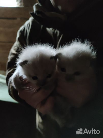 Сиамские котята