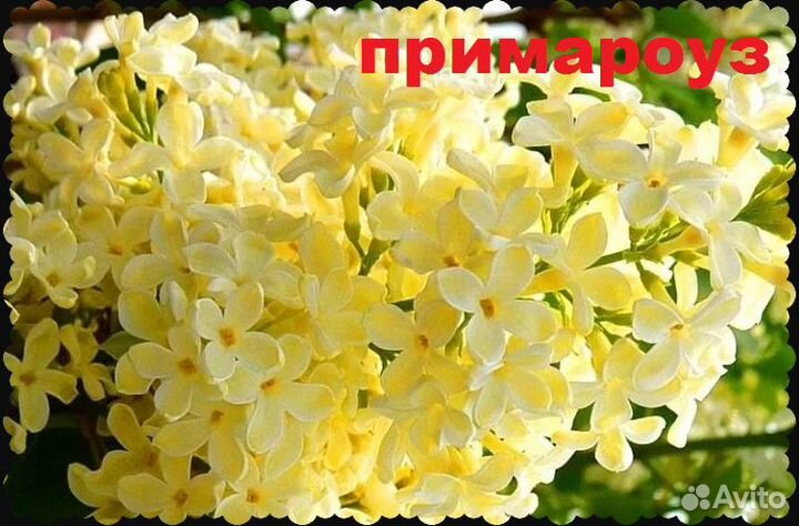 Растения-цветы для сада и дачи, водные для пруда