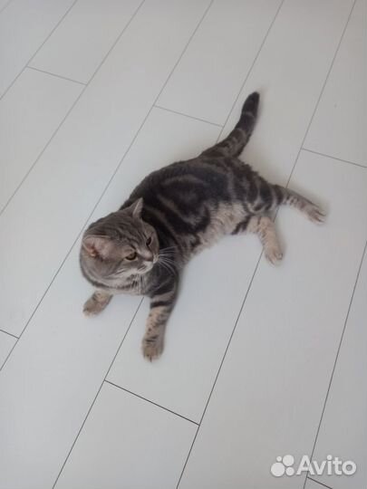 Британский кот на вязку