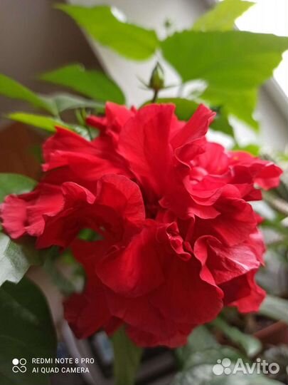 Роза Китайская