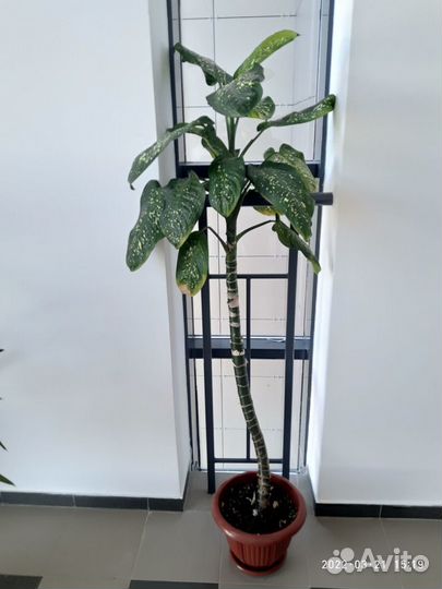 Диффенбахия