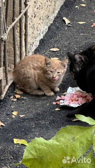 Котята бесплатно