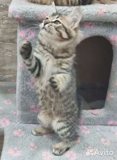 Курильский бобтейл