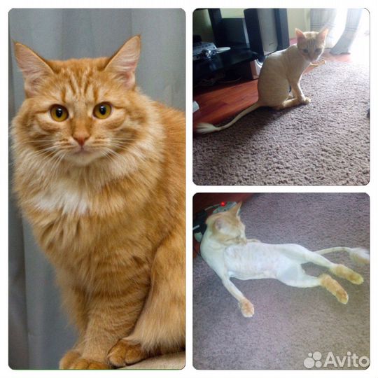 Стрижка Кошек. С уколом и без укола. У вас на Дому