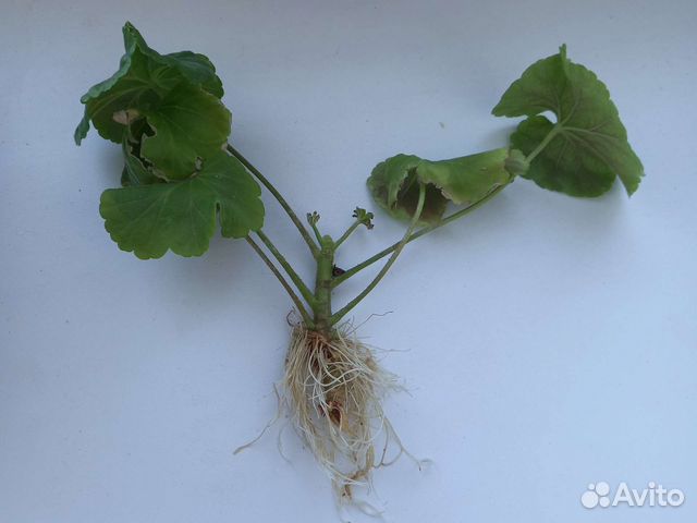 Домашние растения цветы купить в Уфе | Товары для дома и дачи | Авито