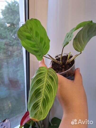 Маранта фентези,эмеральд бьюти,лемон лайм