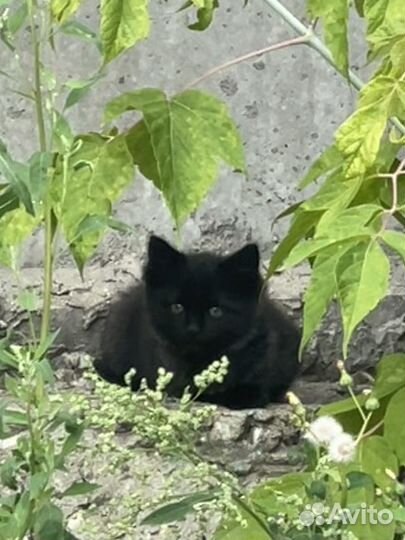 Котенок черный, котенок полосатый