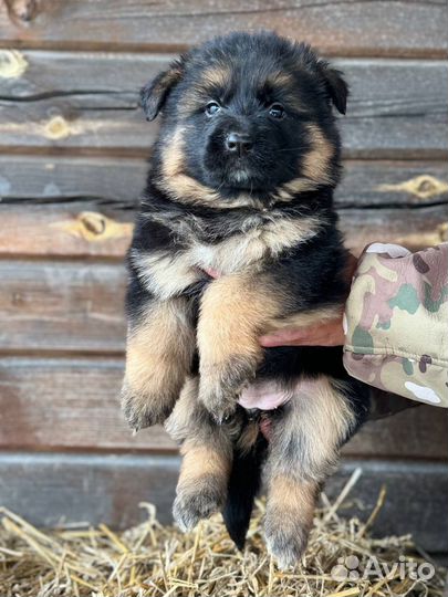 Щенки немецкой овчарки