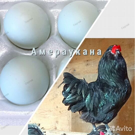 Племенные куры, петухи