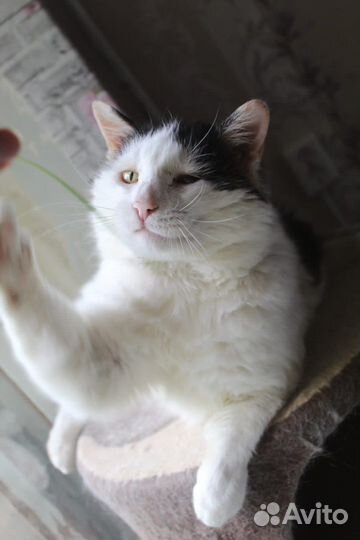 Черно-белый кот