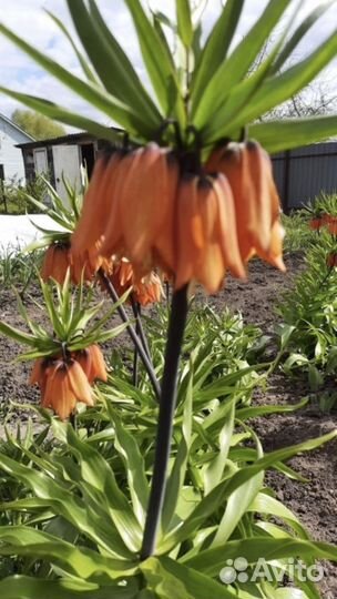 Рассада помидор и перцев,огурцов,клубники