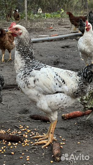 Молодые петухи